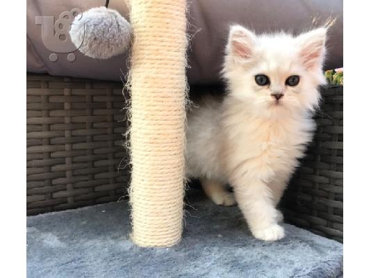 PoulaTo: PERSIAN KITTEN